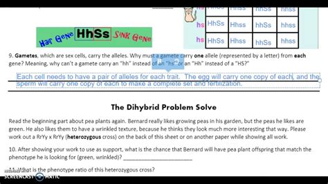 Amoeba Sisters Dihybrid Crosses Recap Ms P Teach Me Youtube