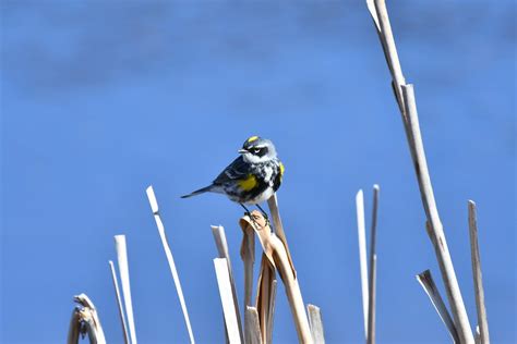 Paruline Croupion Jaune M Le Yellow Rumped Warbler Male Flickr