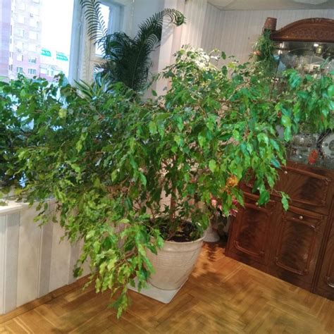 Продам фикус – купить в Чебоксарах, цена 8 000 руб., дата размещения ...