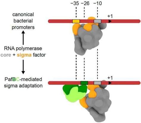 Transcriptional Control Of Mycobacterial Dna Damage Response By Sigma