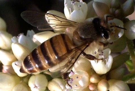 New On Featured Creatures Asian Honey Bee Suggested Common Name UF