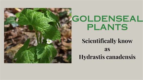 Health Benefits of Goldenseal plant: Potential Side Effects - The ...