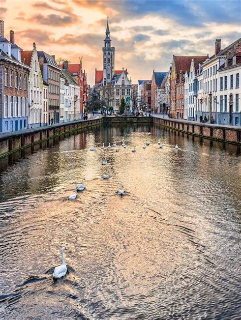 Swans on Spiegelrei Canal in Winter Evening, Bruges, Belgium Editorial Stock Image - Image of ...