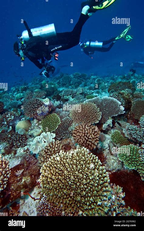 Scuba diver over coral reef at Kudarah Thila, Maldives Stock Photo - Alamy