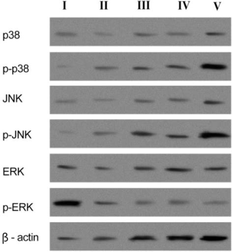 MAPK protein expression and cell proliferation following the ... 