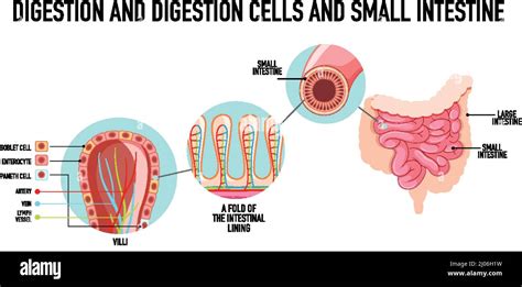 Schéma Illustrant Les Cellules Normales Et Cancéreuses Dans Lillustration Humaine Image