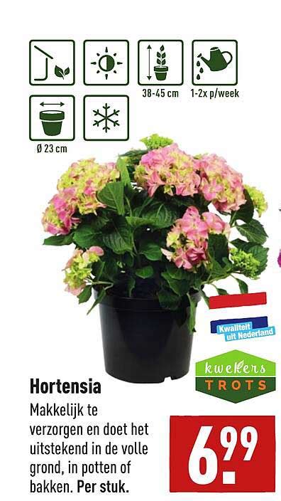 Hortensia Aanbieding Bij ALDI 1Folders Nl