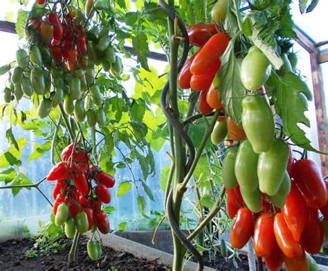 Томат "Аурия": описание сорта, урожайность, отзывы, фото