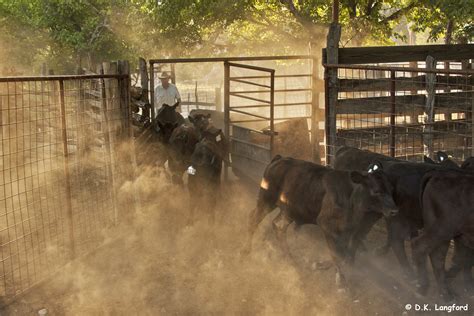 Sorting Cattle - Hillingdon Ranch