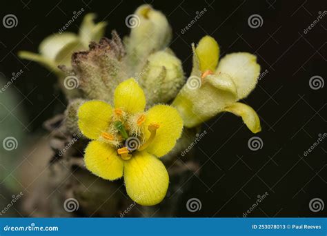 Common Mullein Verbascum Thapsus Stock Image Image Of Lamiales