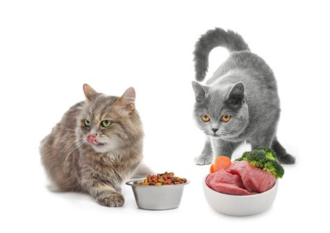 Cat food - The Ultimate Guide of Cat Nutrition [2021]