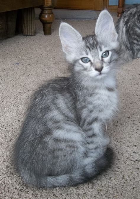Turkish Angora Cat Tabby