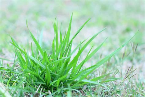 A List Of Grass Clippings As Mulch Pros And Cons