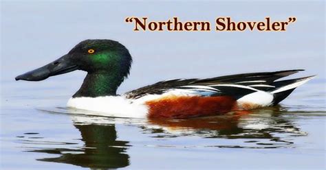 A Beautiful Bird “Northern Shoveler” - Assignment Point