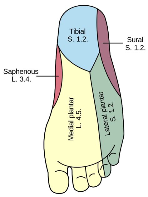 Lateral plantar nerve - Wikipedia