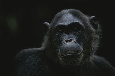 Kingdom of The Apes - National Geographic Channel - Abu Dhabi Photos ... 