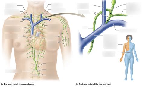 LAB lymph trunks and ducts Diagram | Quizlet