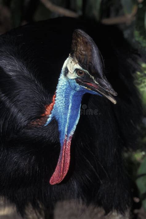 Casoar A Casque Casuarius Casuarius Stock Image Image Of Blue Casuariidae 172799409