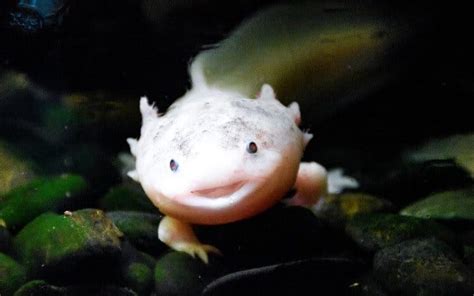 Axolotl Guía completa sobre cuidados alimentación y curiosidades