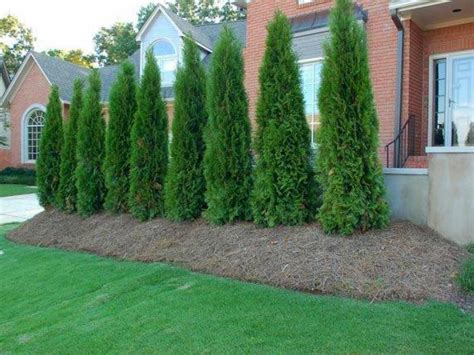 Туя смарагд в ландшафтном дизайне (73 фото) - красивые картинки и HD фото