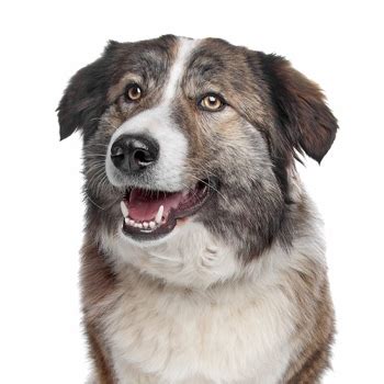 Aidi Breed Information, Characteristics & Heath Problems | DogZone.com
