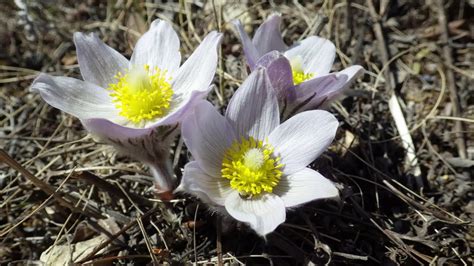 Manitoba Prairie Crocus Flower | Best Flower Site