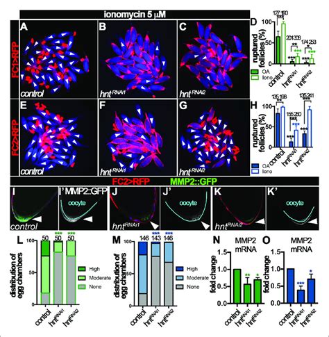 Hindsight Regulates Mmp Expression In Stage Follicle Cells A H