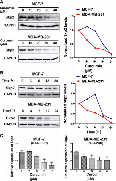 Analysis Of Skp2 At Both Protein And Transcriptional Level In Response