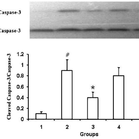 Ischemic Preconditioning Ipc Inhibits Ischemic Reperfusion