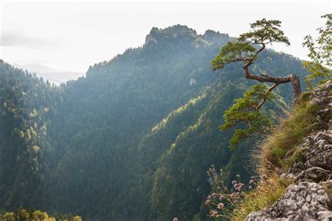 Pieniny Najsłynniejsza polska sosna została zniszczona ZDJĘCIA