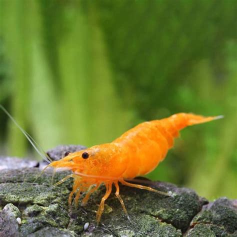 Krewetka Sakura Orange Neocaridina Heteropoda Var Orange Saxon