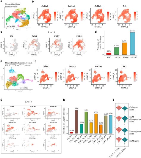 The Dual Roles Of Leucine Rich Repeat Containing Protein 15 Positive