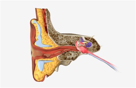 Outer Ear Infection - Home