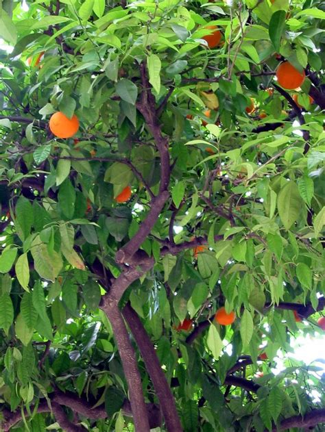 Right Time To Trim Az Orange Trees Orange Fruit Arizona Plants