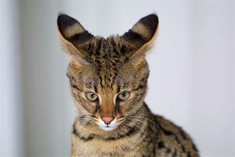 Gatos Que Parecen Tigres Estas 5 Razas Parecen Salvajes Imperio