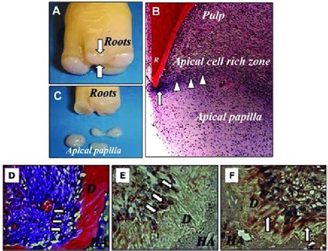 The Anatomy Of The Human Apical Papilla A C And Dentinogenesis Of