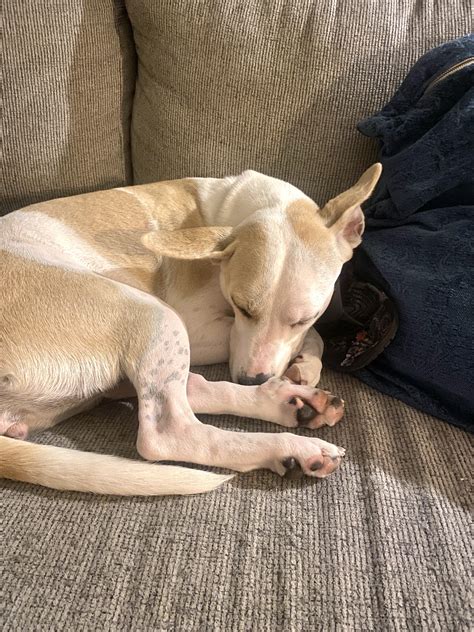 Why Does My Dog Sleep On My Shoes? Your Dog's Logic Explained