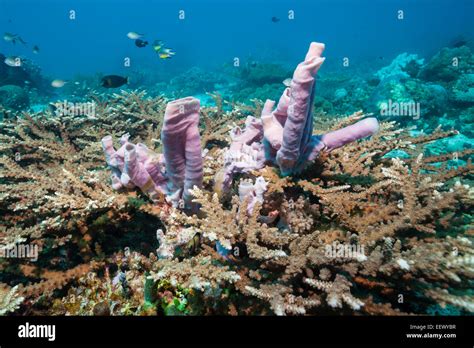 Pink Sponge In Coral Reef Porifera Tanimbar Islands Moluccas