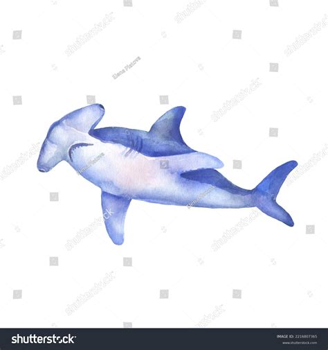 Watercolor Illustration Of A Great White Shark Swimming In The Sea