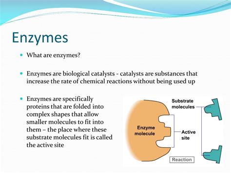 Ppt Enzymes Powerpoint Presentation Free Download Id 1794098