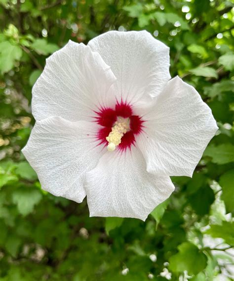 How to prune a rose of Sharon: expert tips to trim correctly | Homes