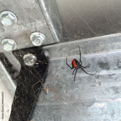 Australian Redback Spider Stock Photo | Adobe Stock