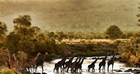 Wildlife of the Maasai Mara and Great Rift Valley - Journeys by Design