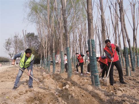 建筑时报 安徽界首志愿者 义务植树绿化河岸