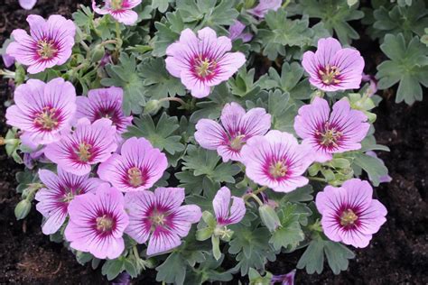 Герань пепельная ‘Rothbury Gem’ (Geranium cinereum ‘Rothbury Gem ...