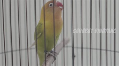 Pancingan Lovebird Ngetik Ngekek Masteran Lb Ampuh Youtube