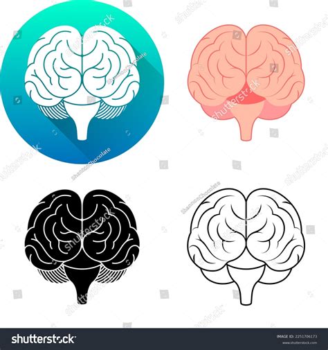 Set Human Brain Front View Central Stock Vector Royalty Free