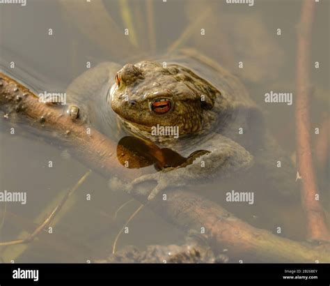 Water Holding Frog Hi Res Stock Photography And Images Alamy