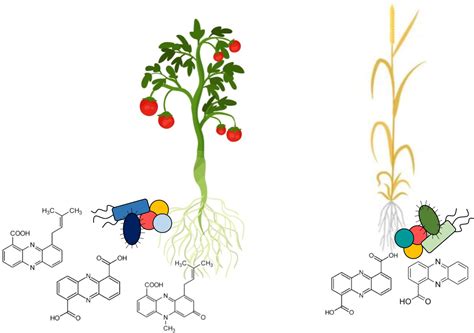 Plant-Microbe Interactions: Finding phenazine | eLife