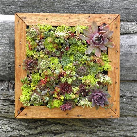 Handmade Gardening On Etsy Succulents Hanging Succulents Living